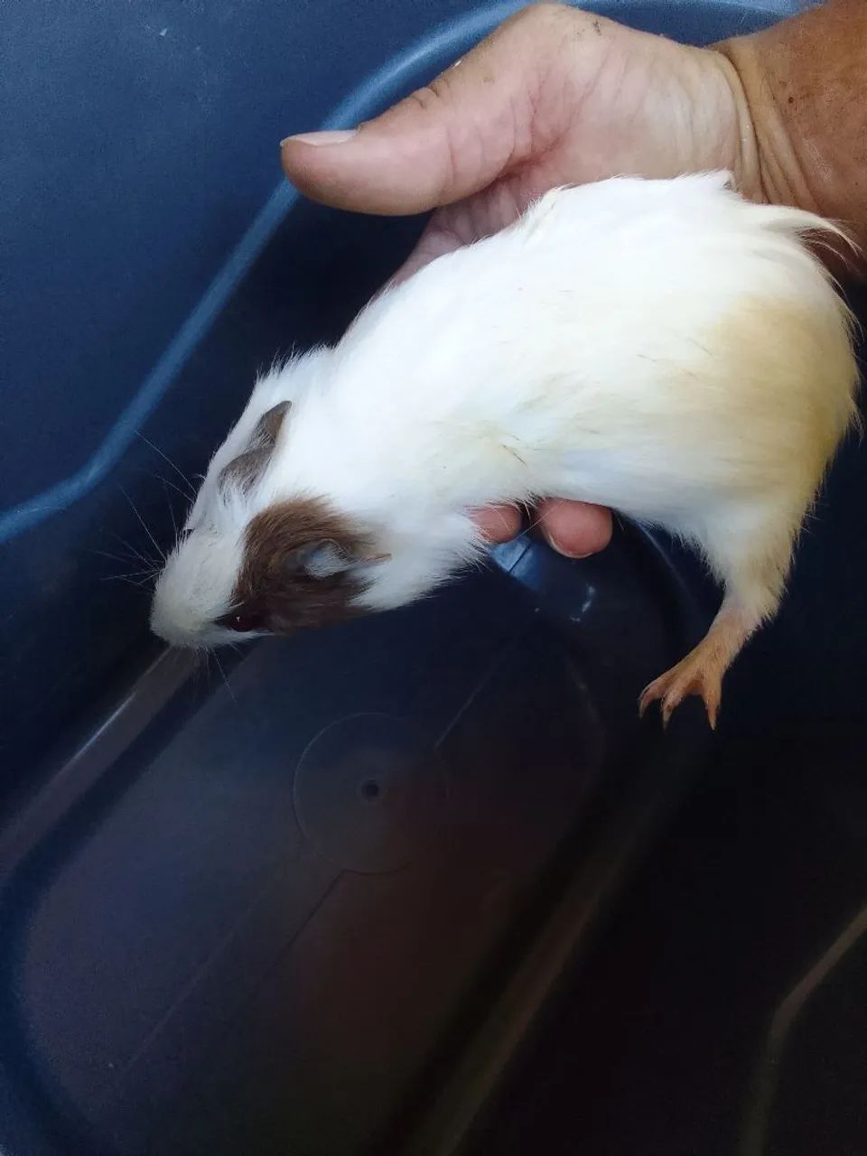 Porquinho da Índia  - Foto 2