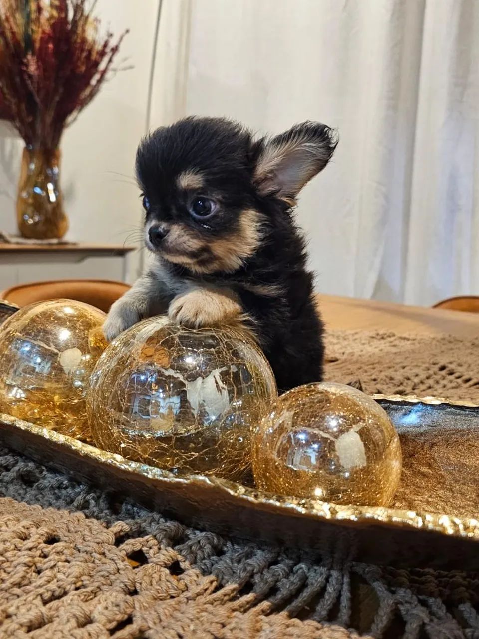 Chihuahau  - Foto 2