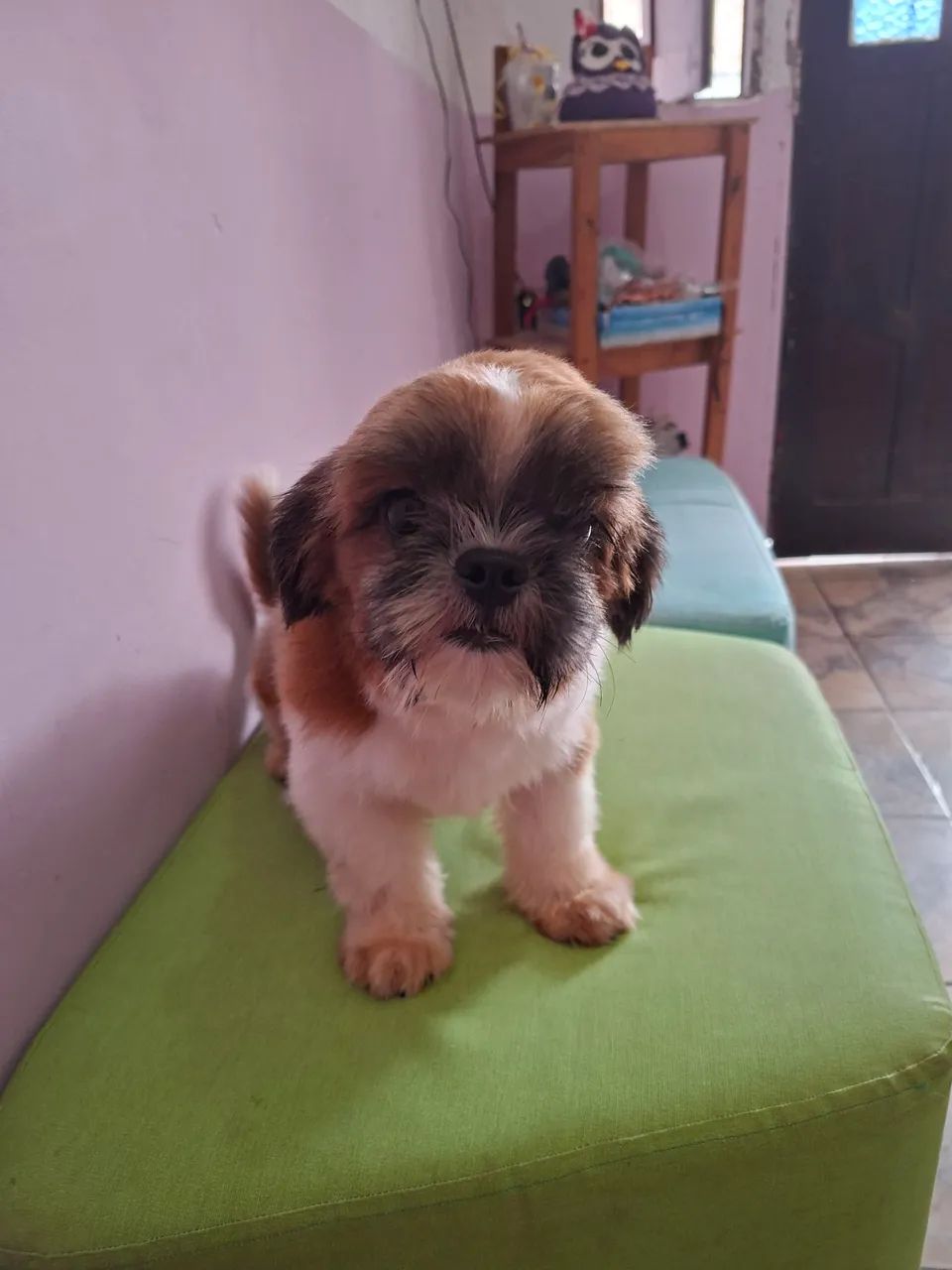 Shihtzu macho 10 meses - Foto 2
