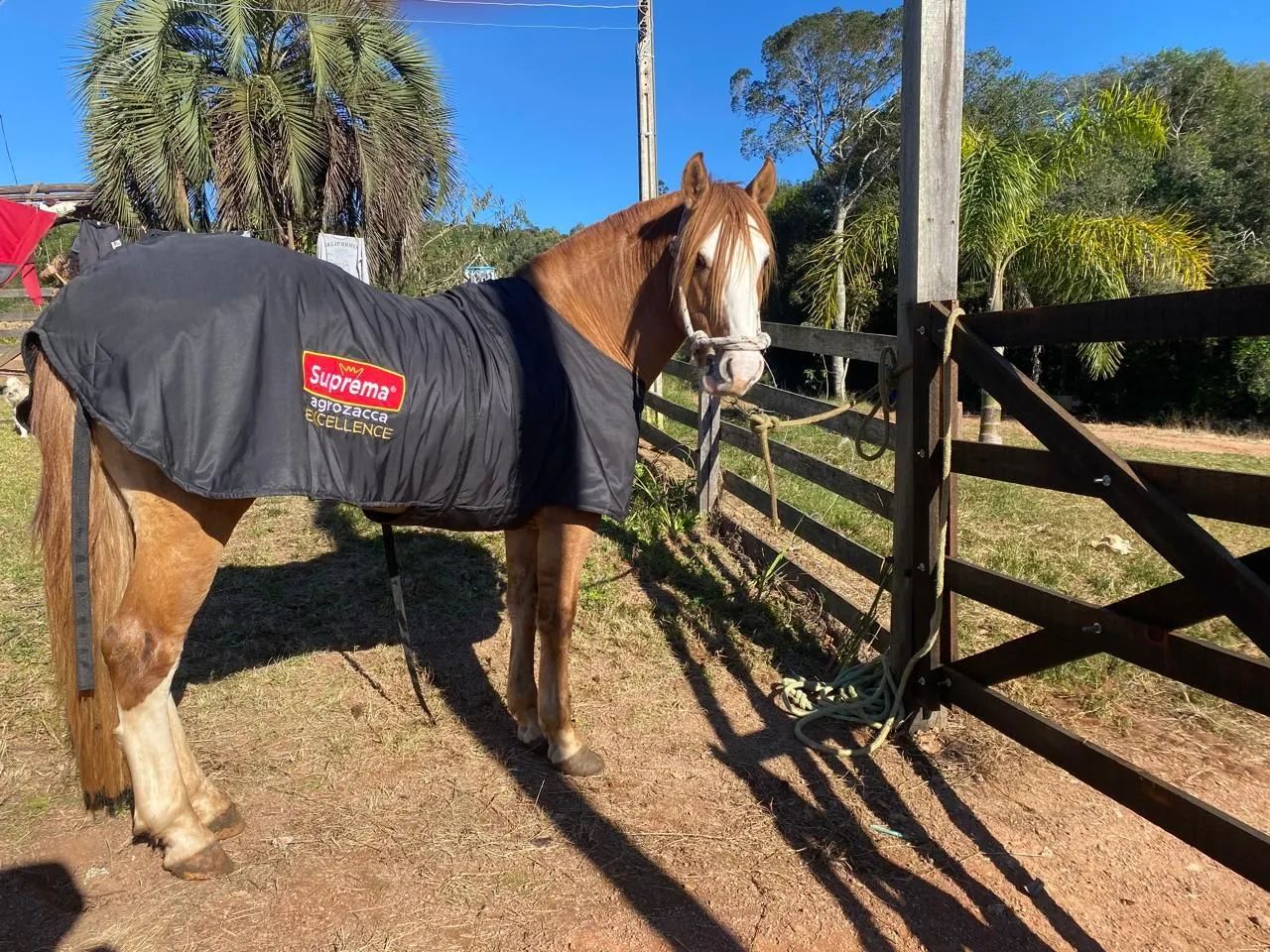 (Cavalo cuiudo crioulo) - Foto 4