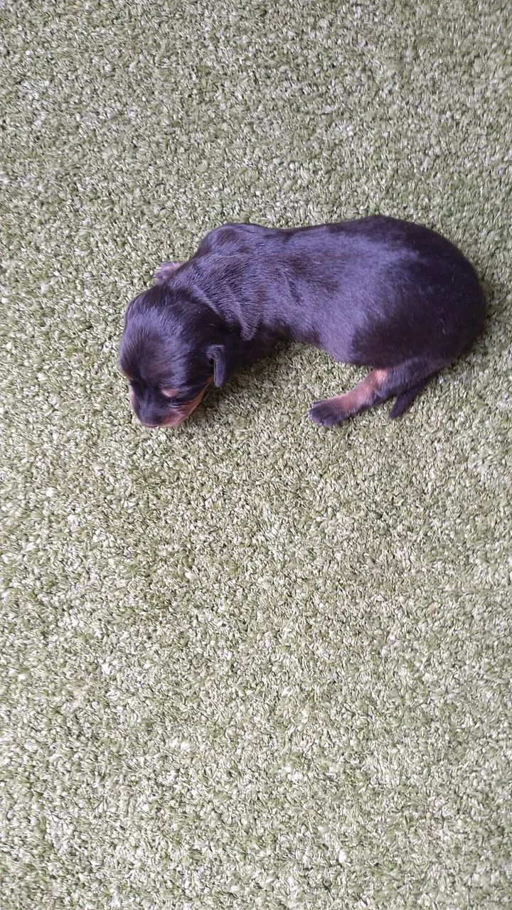 Filhotes dachshund mini para reserva - Foto 3