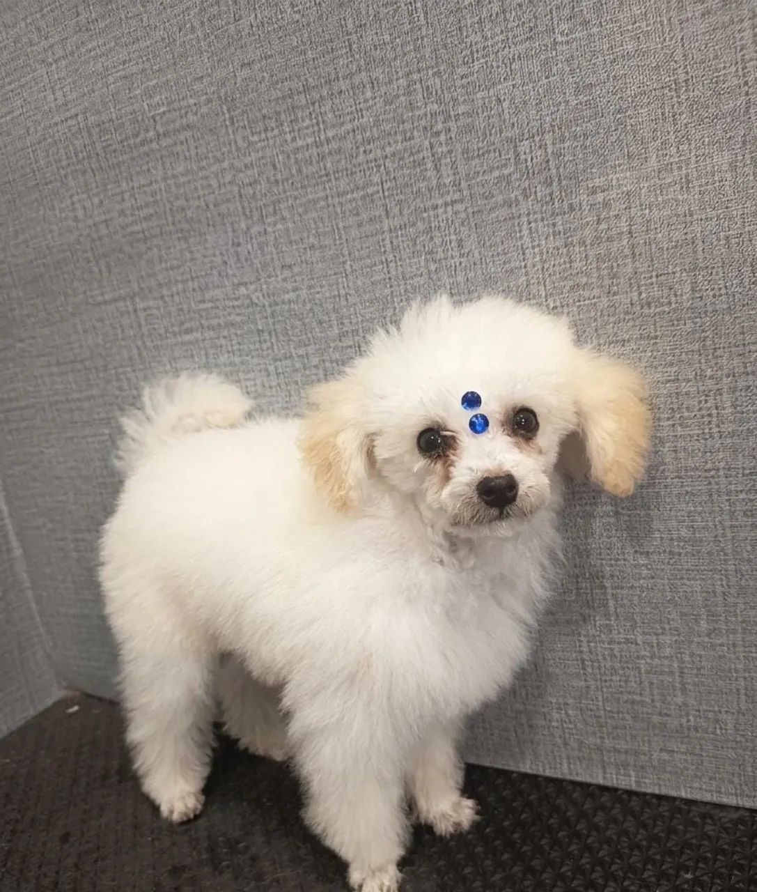 Poodle macho