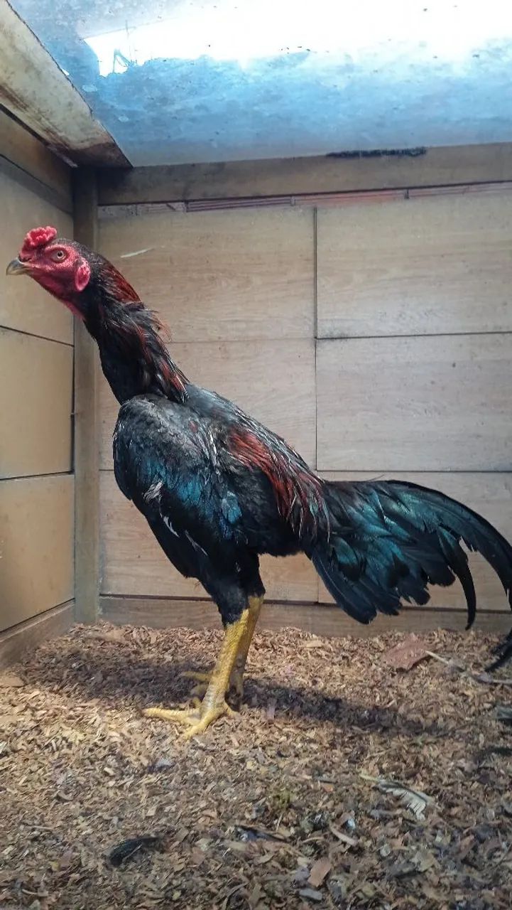 Frango 