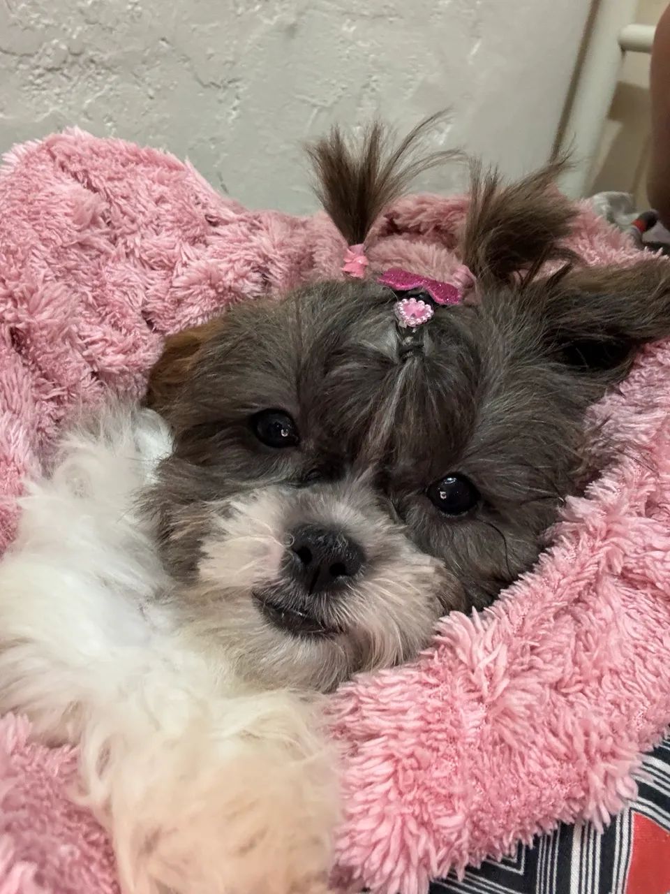Shihtzu mini - Foto 2