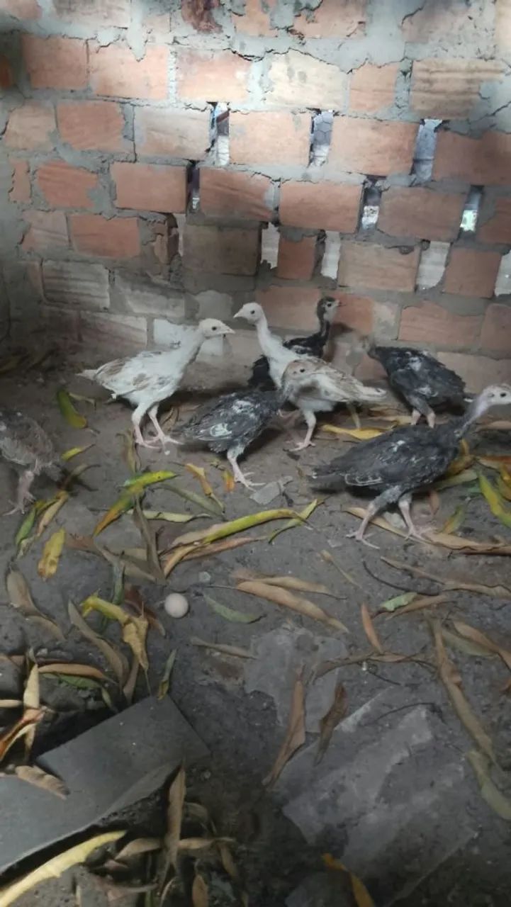 Venho Filhotes de Peru - Foto 5