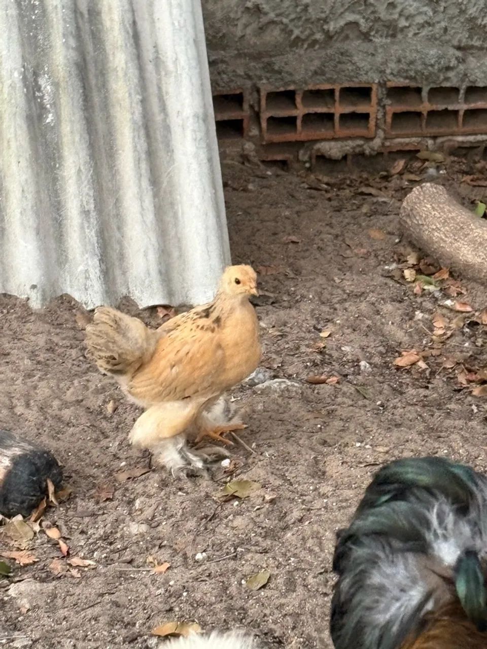 Pintinho de Brahma