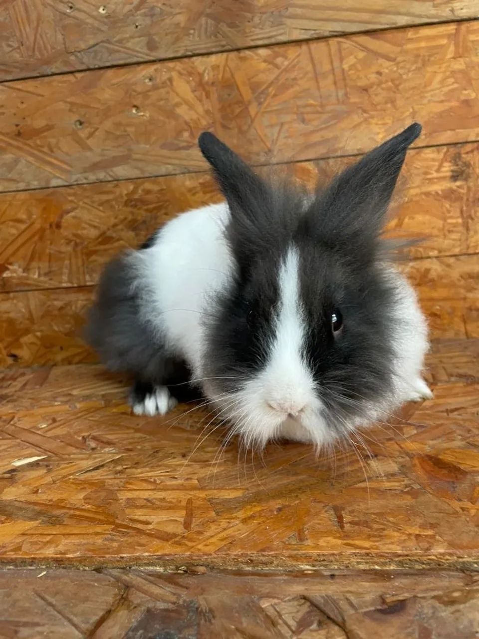 Coelhos  - Foto 3