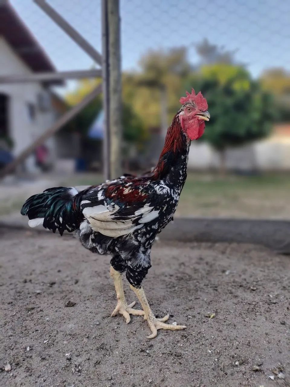 Galo 