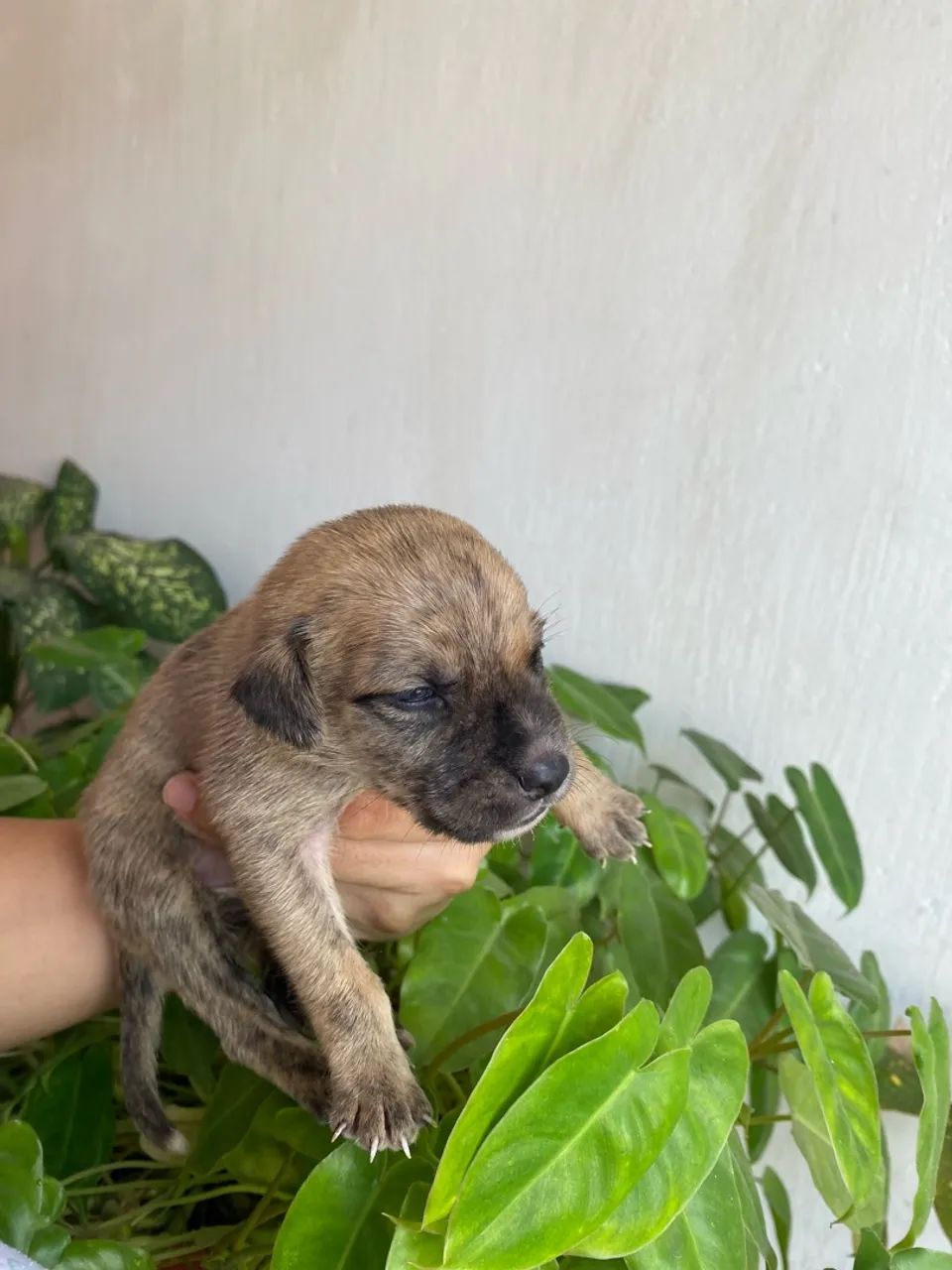 Adoção responsável  - Foto 3