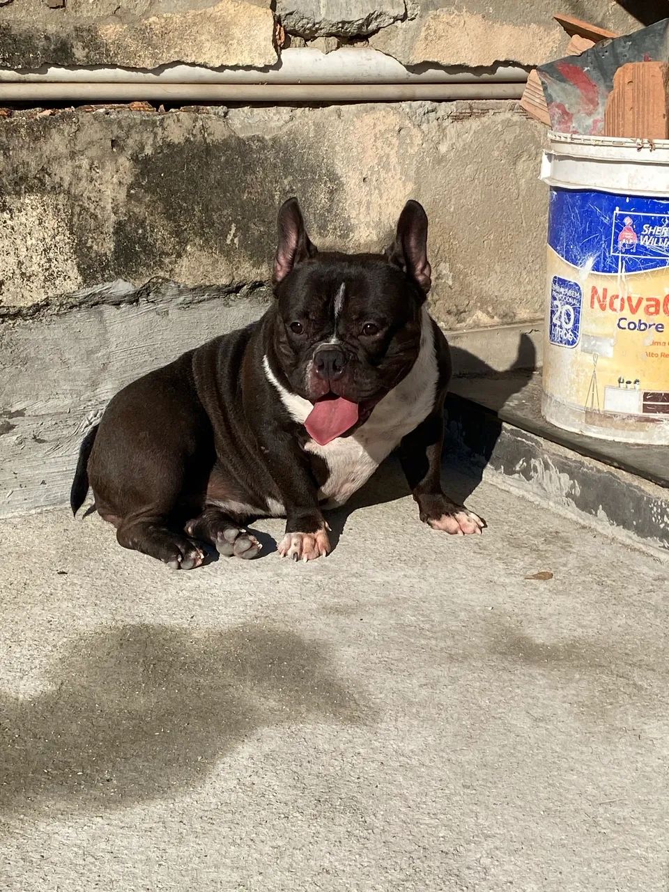 American bully micro  - Foto 4
