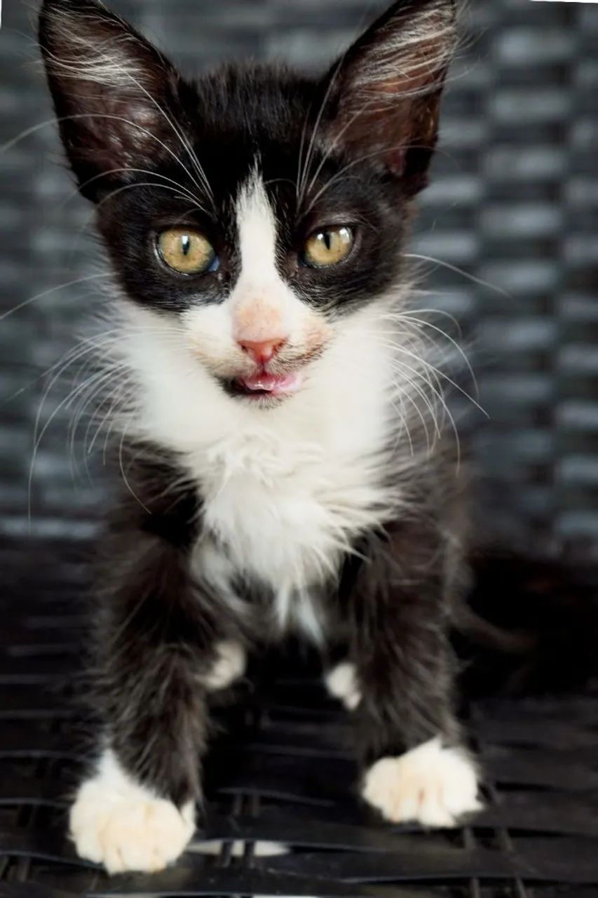 Gatos para adoção  - Foto 2