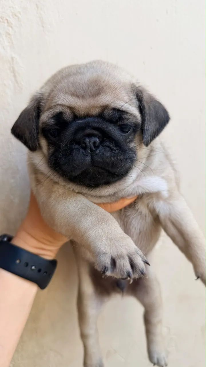Cachorro  - Foto 2