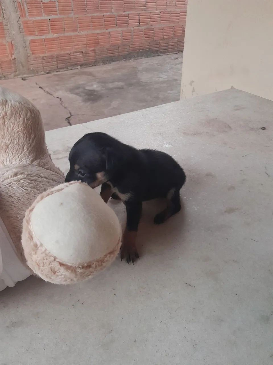 Cachorro  - Foto 2