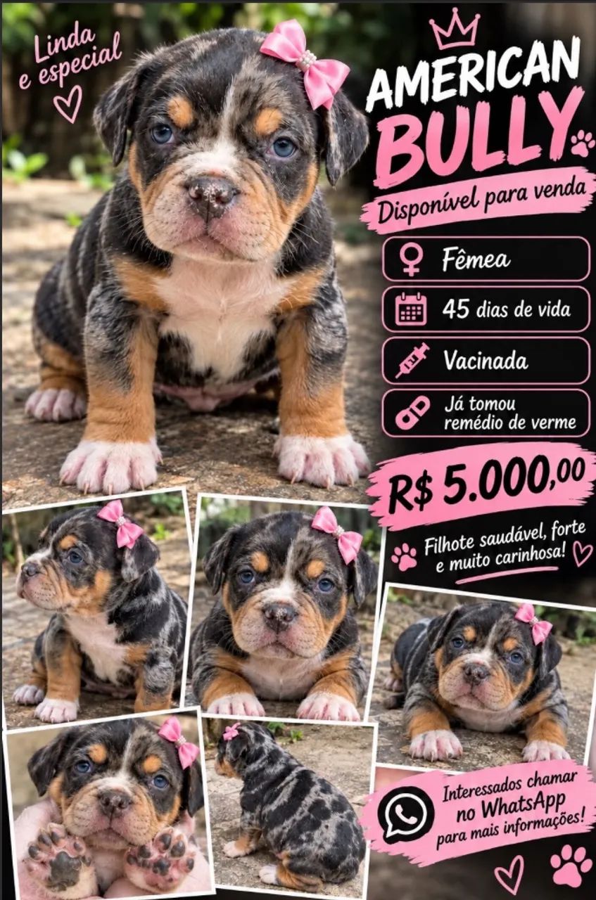 Cachorro American Bully  - Foto 2