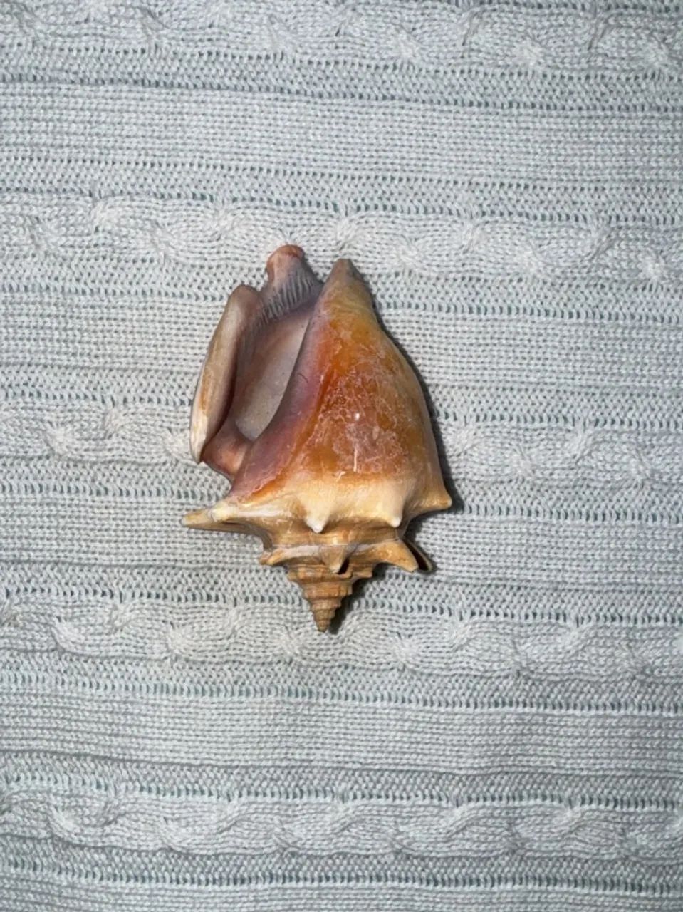 15 conchas Do Mar-Conchas caracol - Foto 3