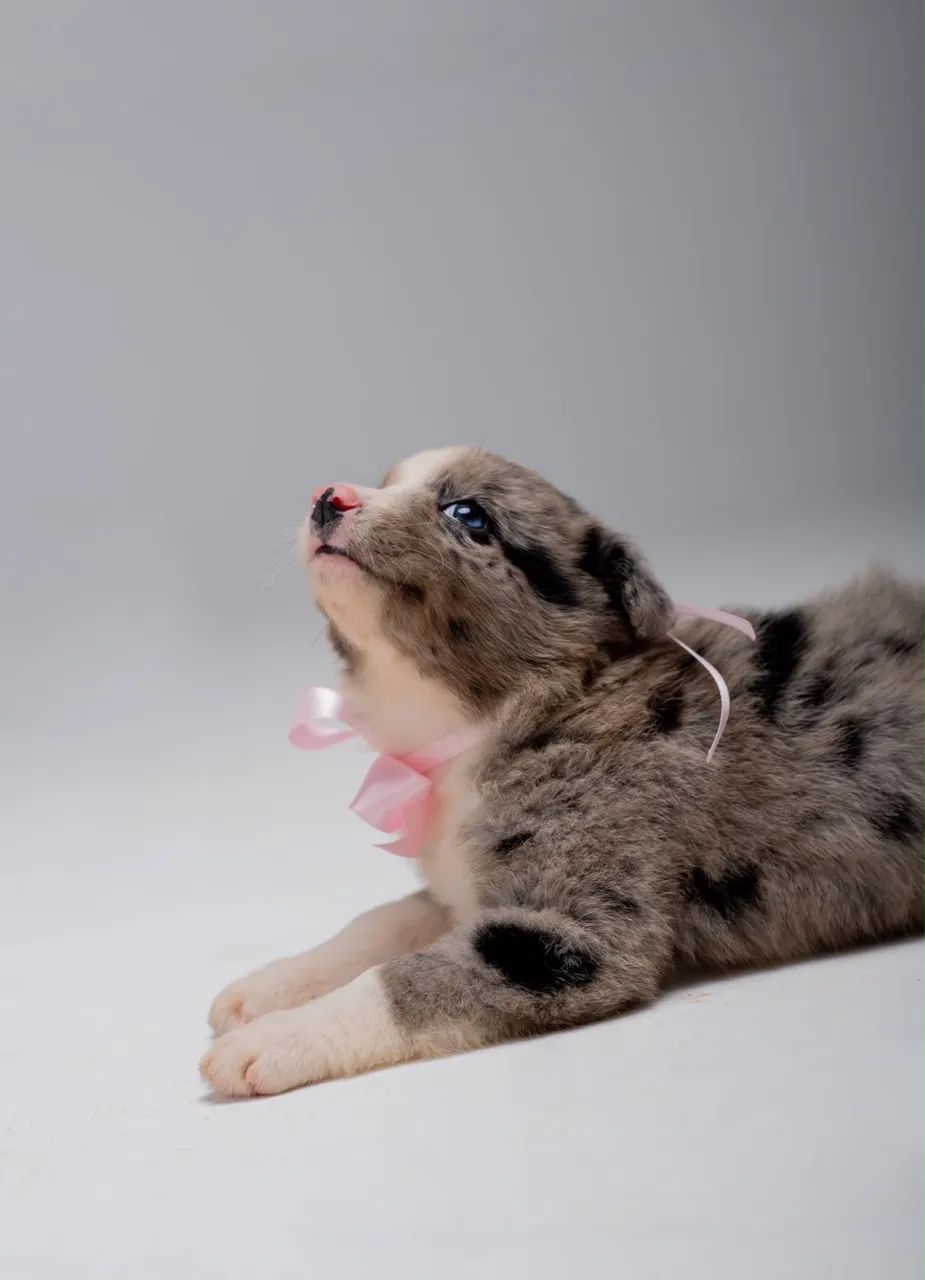 Border collie  - Foto 2