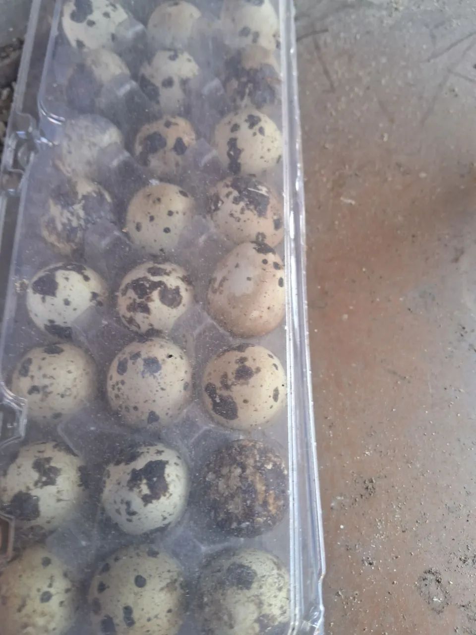 Ovos de codornas