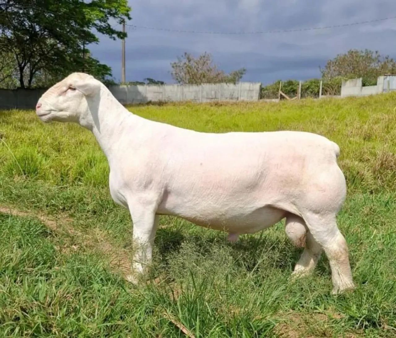 White dorper p.o - Foto 2