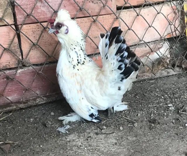 Mini Galinha - Casal Garnizé - Foto 2