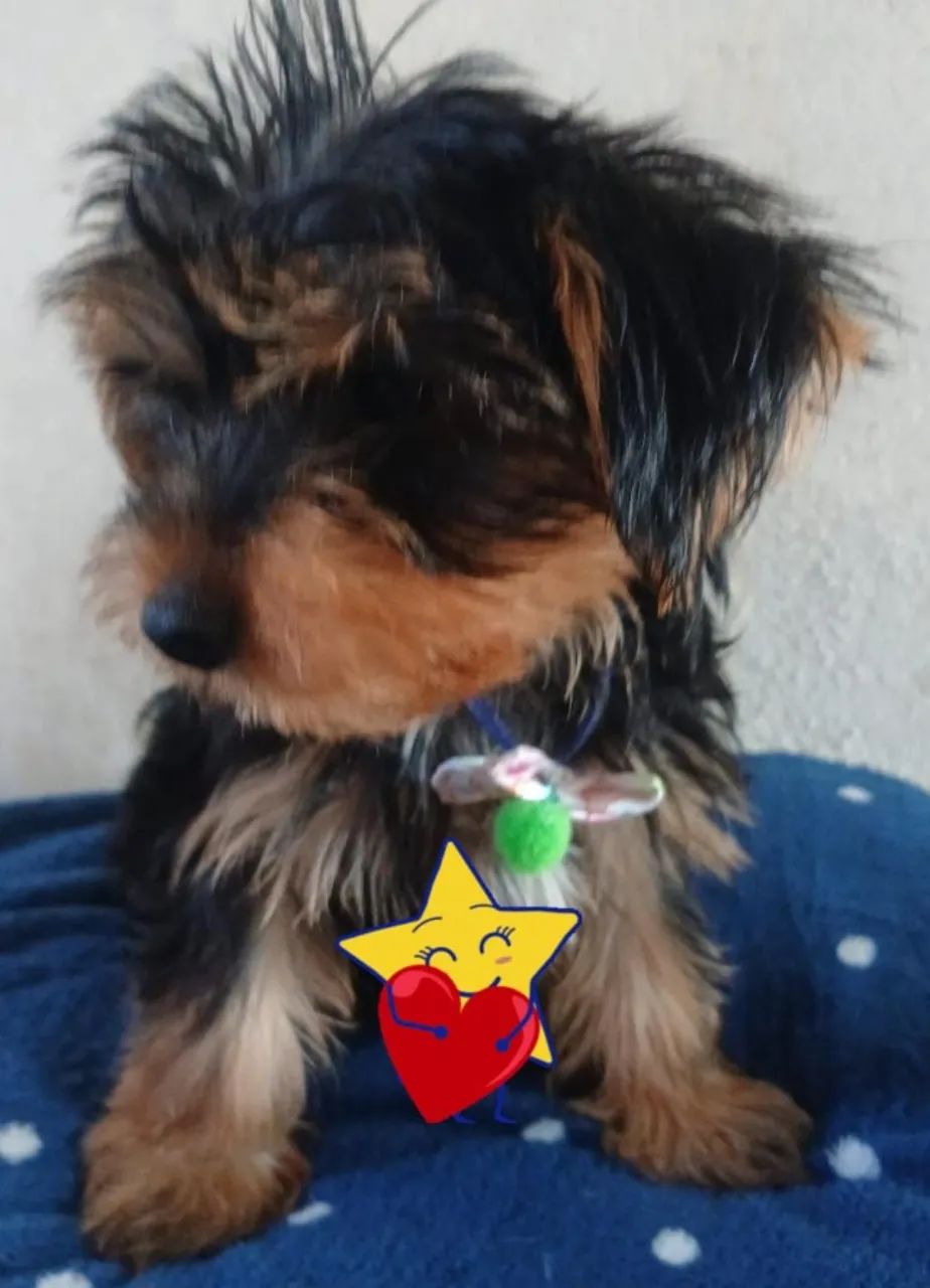 Filhos de Yorkshire  - Foto 4