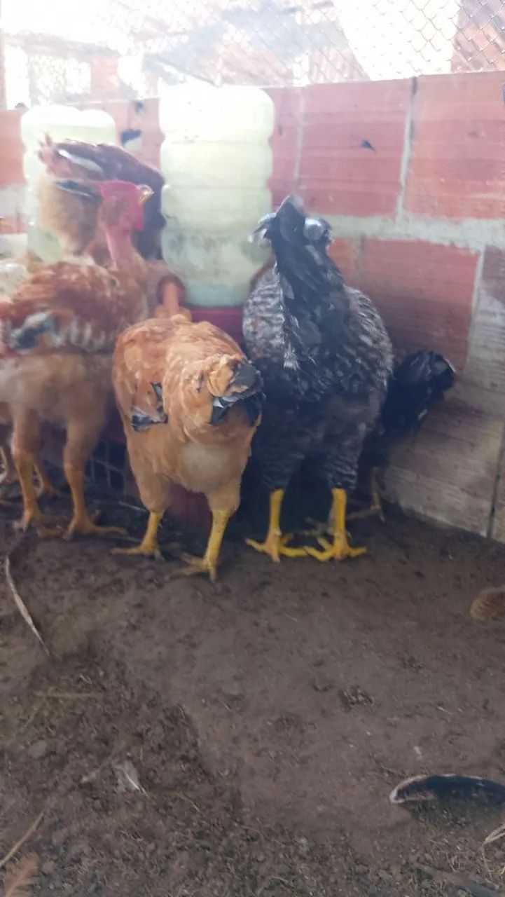 GALINHAS  - Foto 2