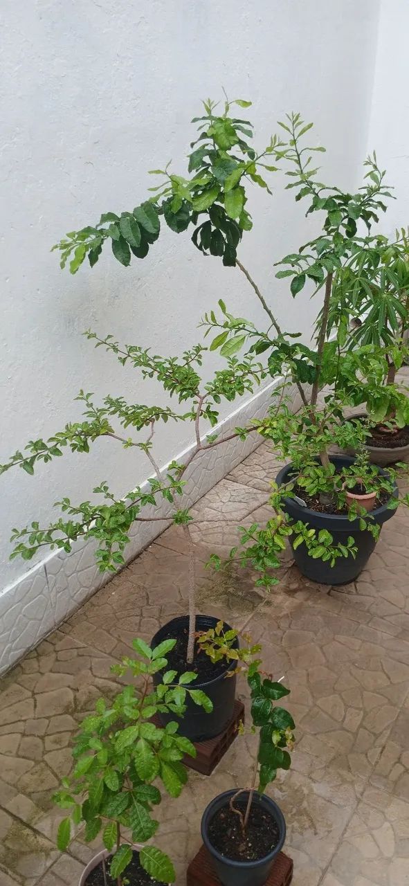 Muda de acerola  - Foto 2