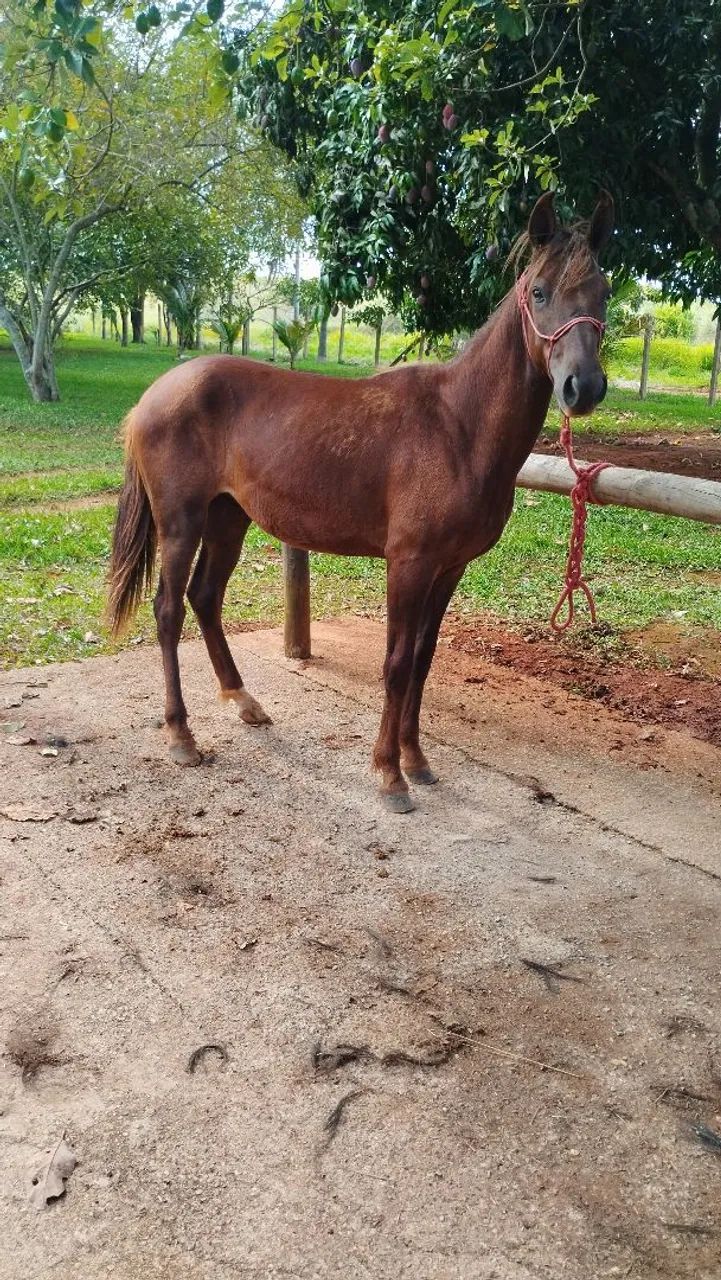Potro Mangalarga Marchador  - Foto 3
