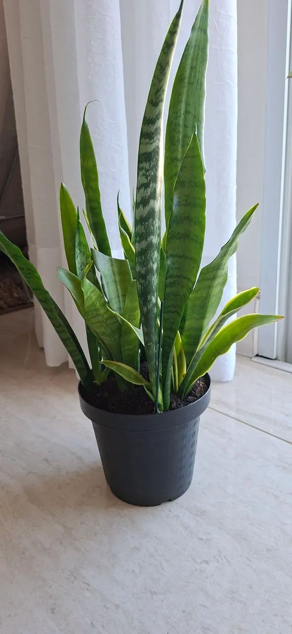 Planta Espada de São Jorge - Foto 2