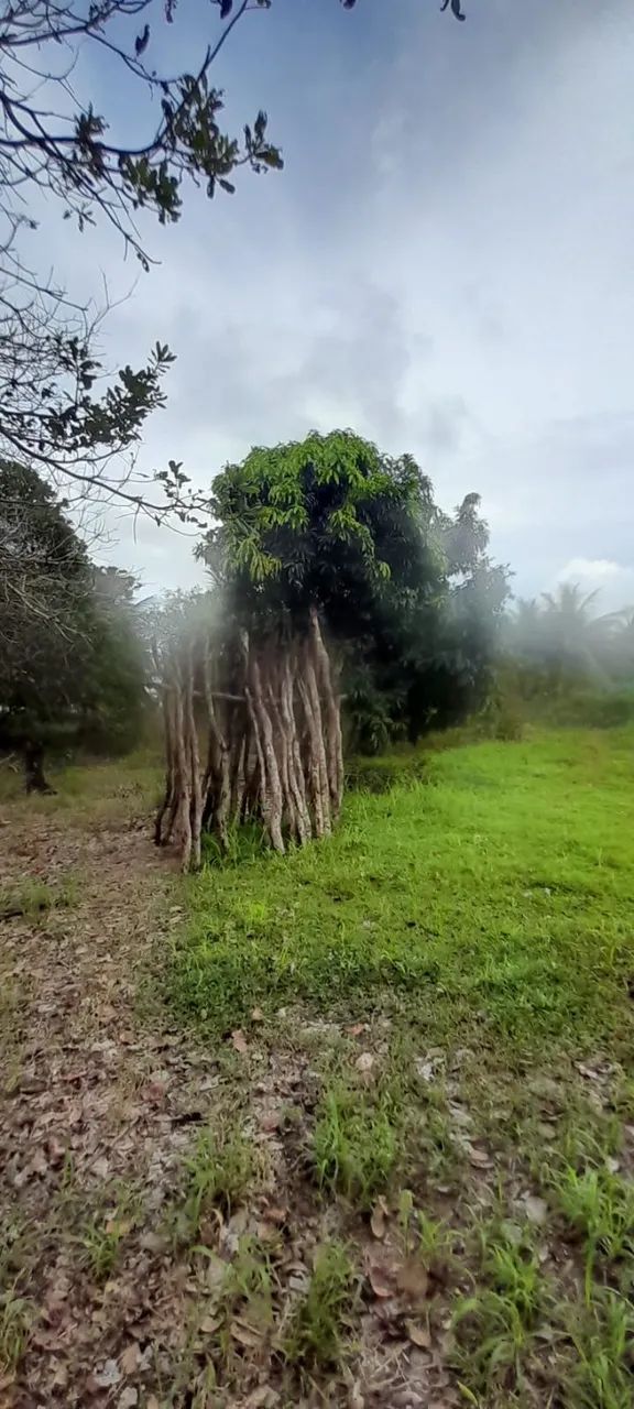 Vendo ou Troco Sítio Em Paraipaba  - Foto 3
