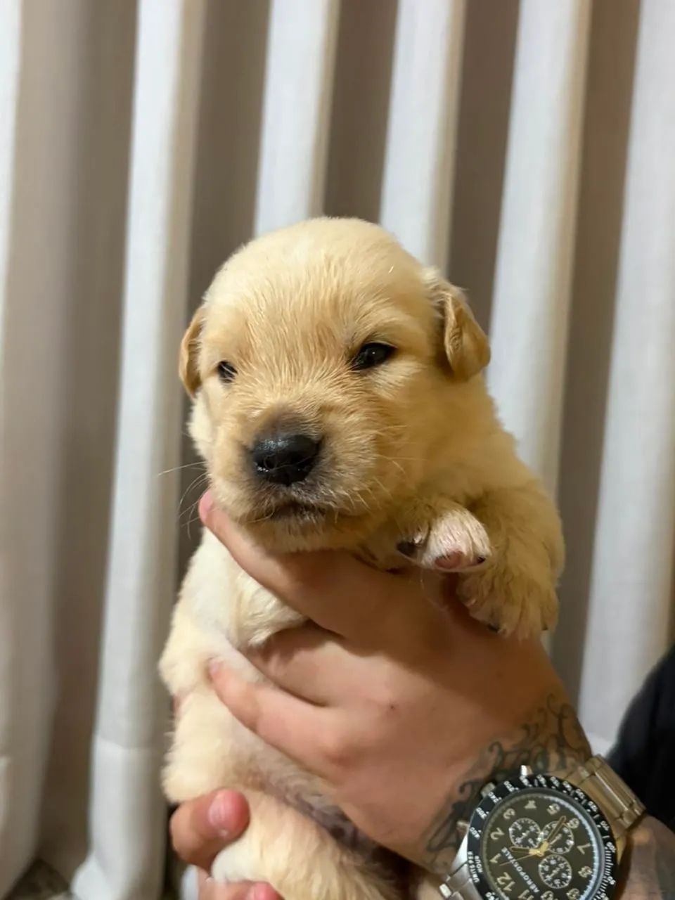 Golden Retriever  - Foto 3