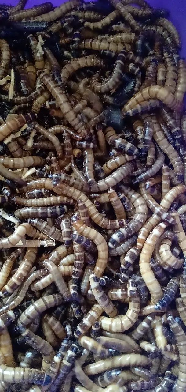 Tenébrios gigantes ótima fonte de proteína 