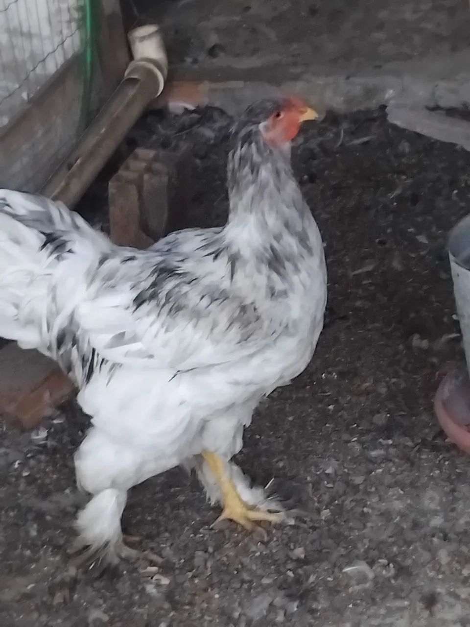 Frango Brahma - Foto 3