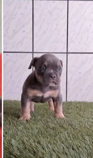American bully pra vender 