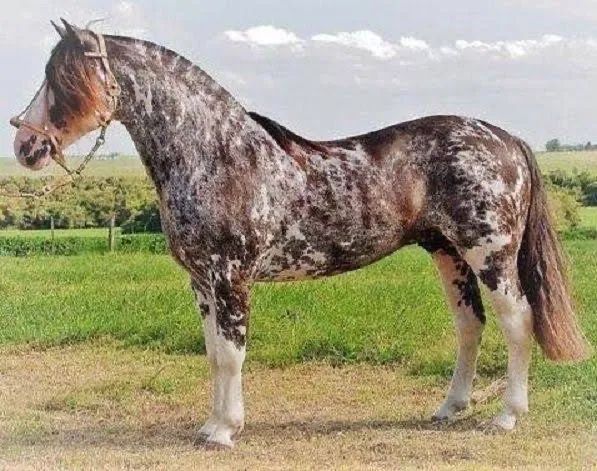 Vendo Cavalo Raça ?Crioulo? 4 anos de Idade 
