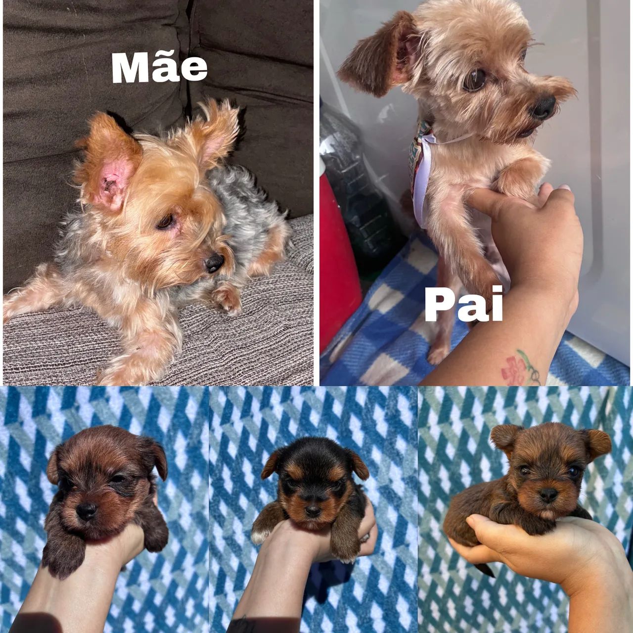 Yorkshire terrier - Foto 3