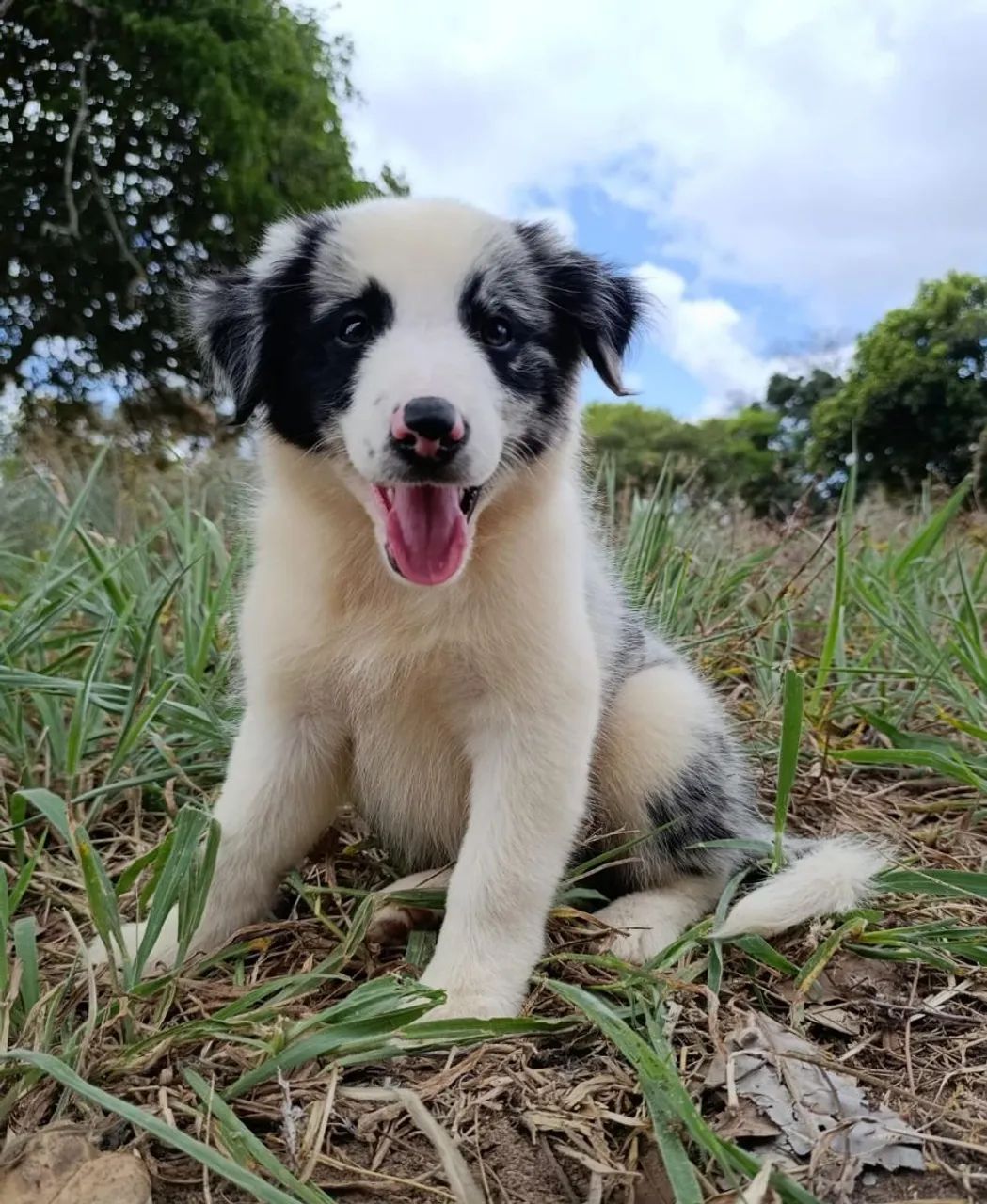 Border Collie Rott Lindos filhotes de Border Collie - Cachorros - Varadouro, João Pessoa ...