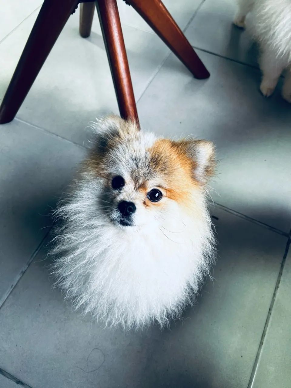 Spitz alemão   - Foto 2