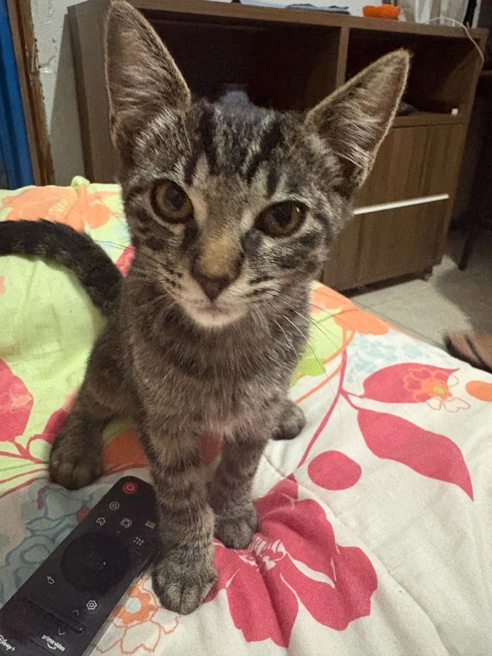 Doação de gatinho  - Foto 2
