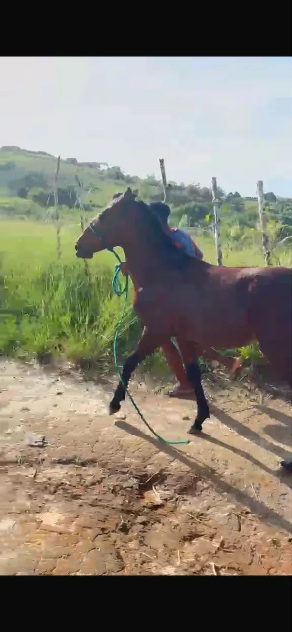 Potro mangalarga  - Foto 2
