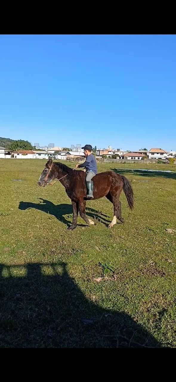Cavalo  - Foto 2