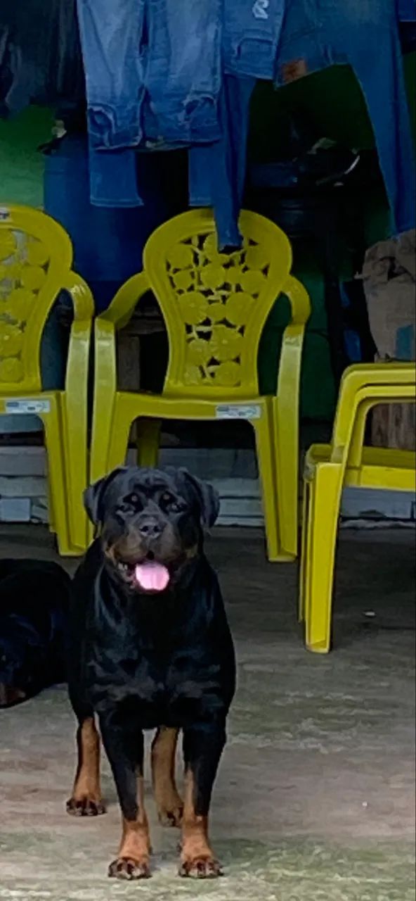  rottweiler  - Foto 3