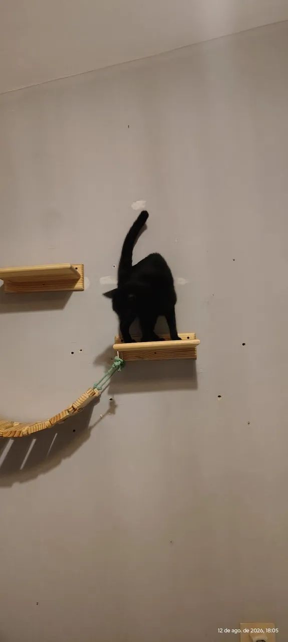 Kit para gatos. - Foto 3