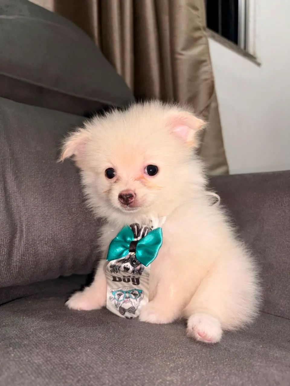 Filhotes de Spitz alemão - Foto 4