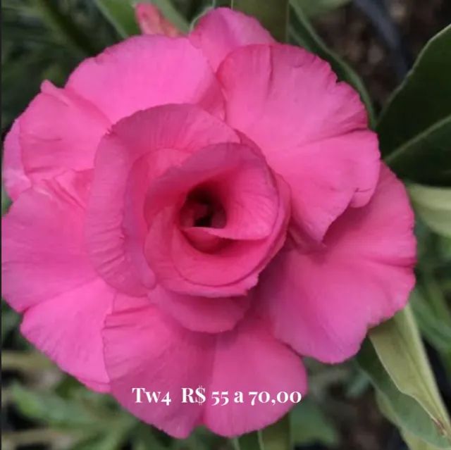 Flor do deserto - Foto 3