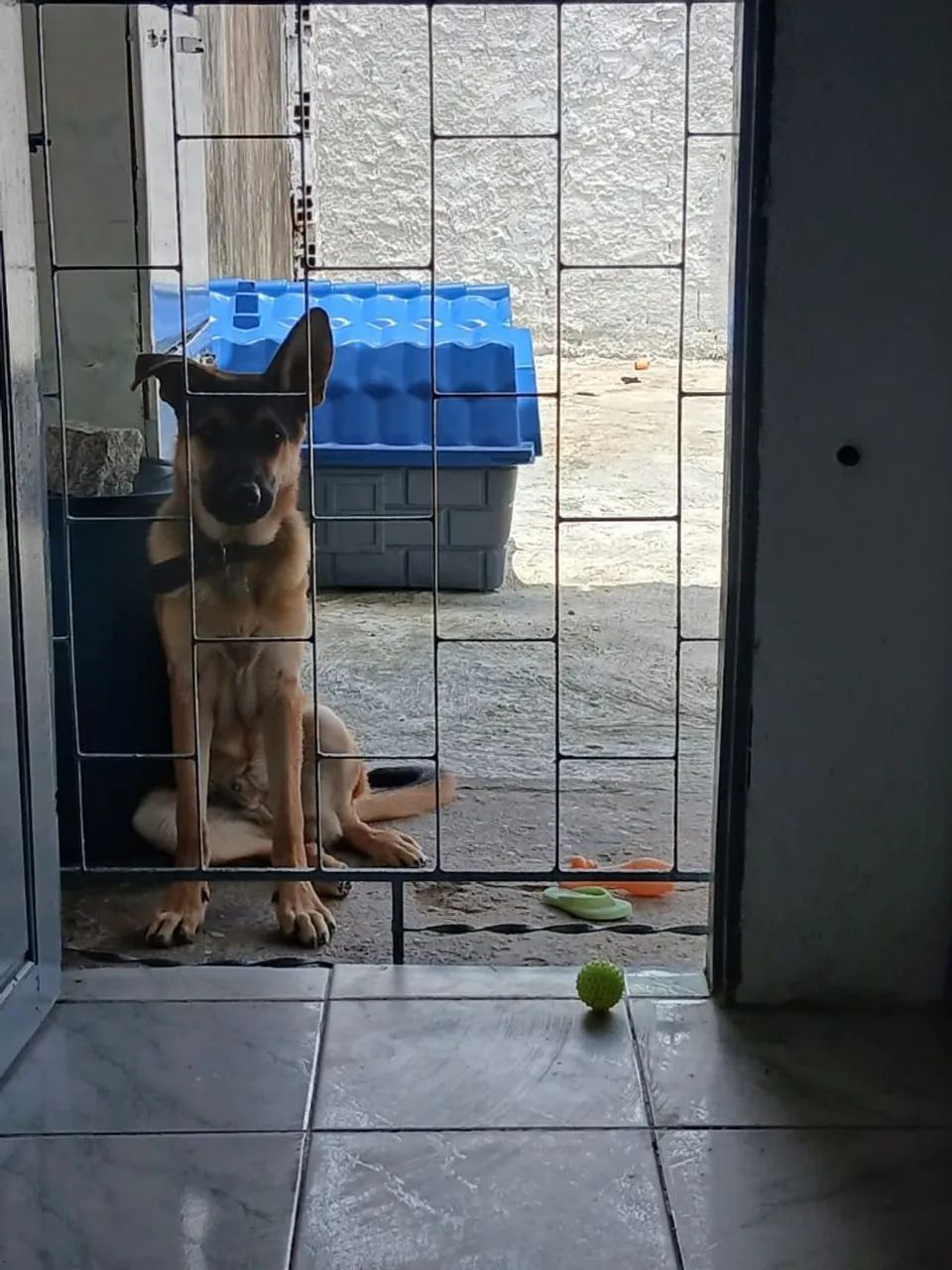 VENDENDO CACHORRO PASTOR ALEMÃO 