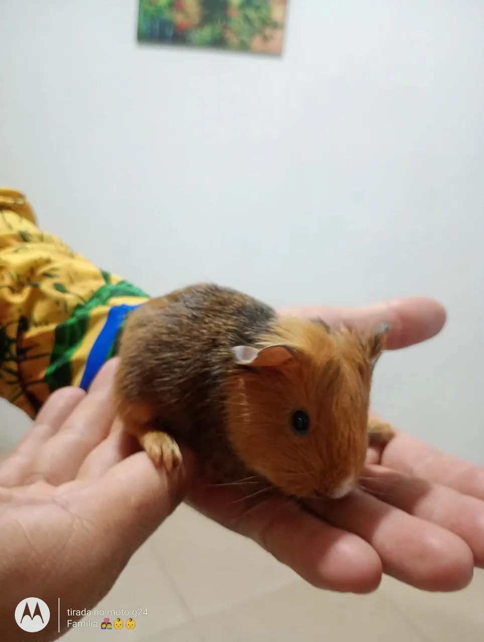 Porquinho da índia  - Foto 2