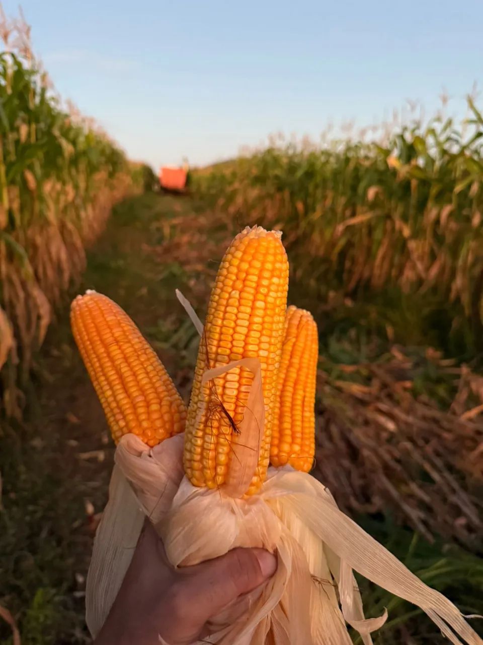 Silagem de milho - Foto 2