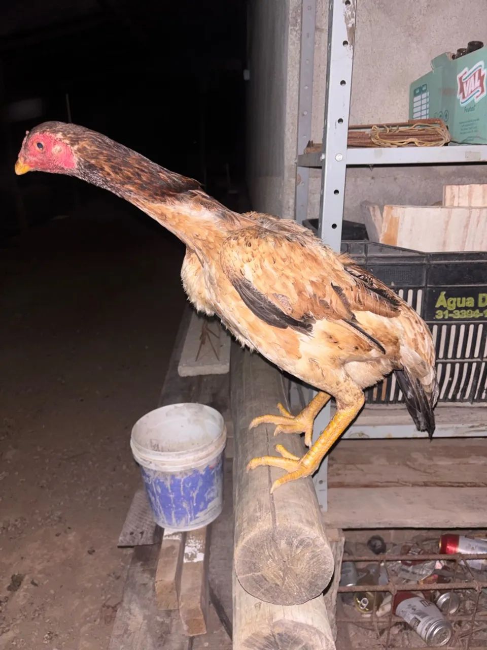 Galinhas Índia 