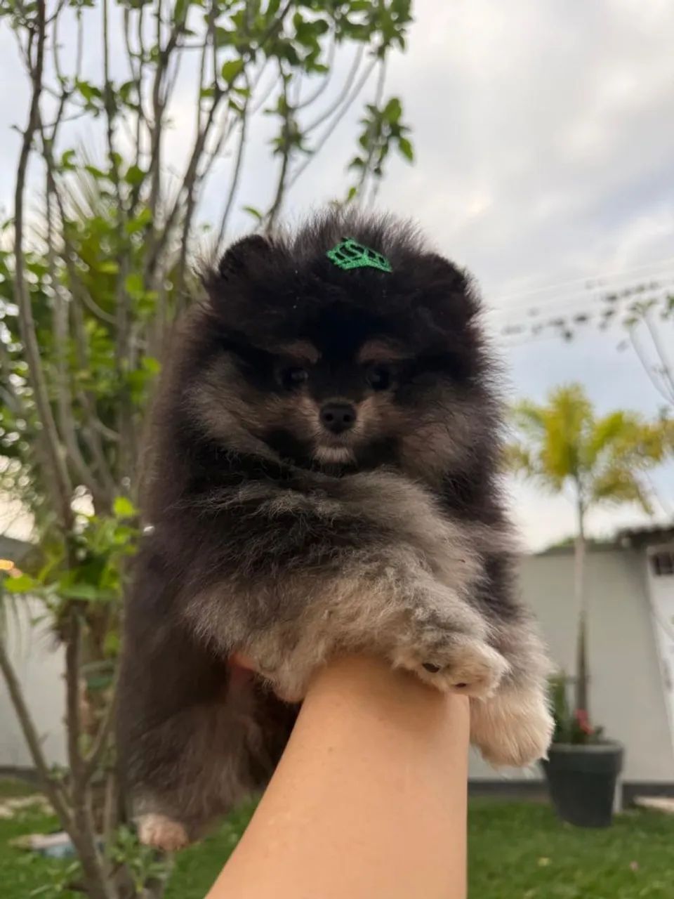Lulu da Pomeranea macho