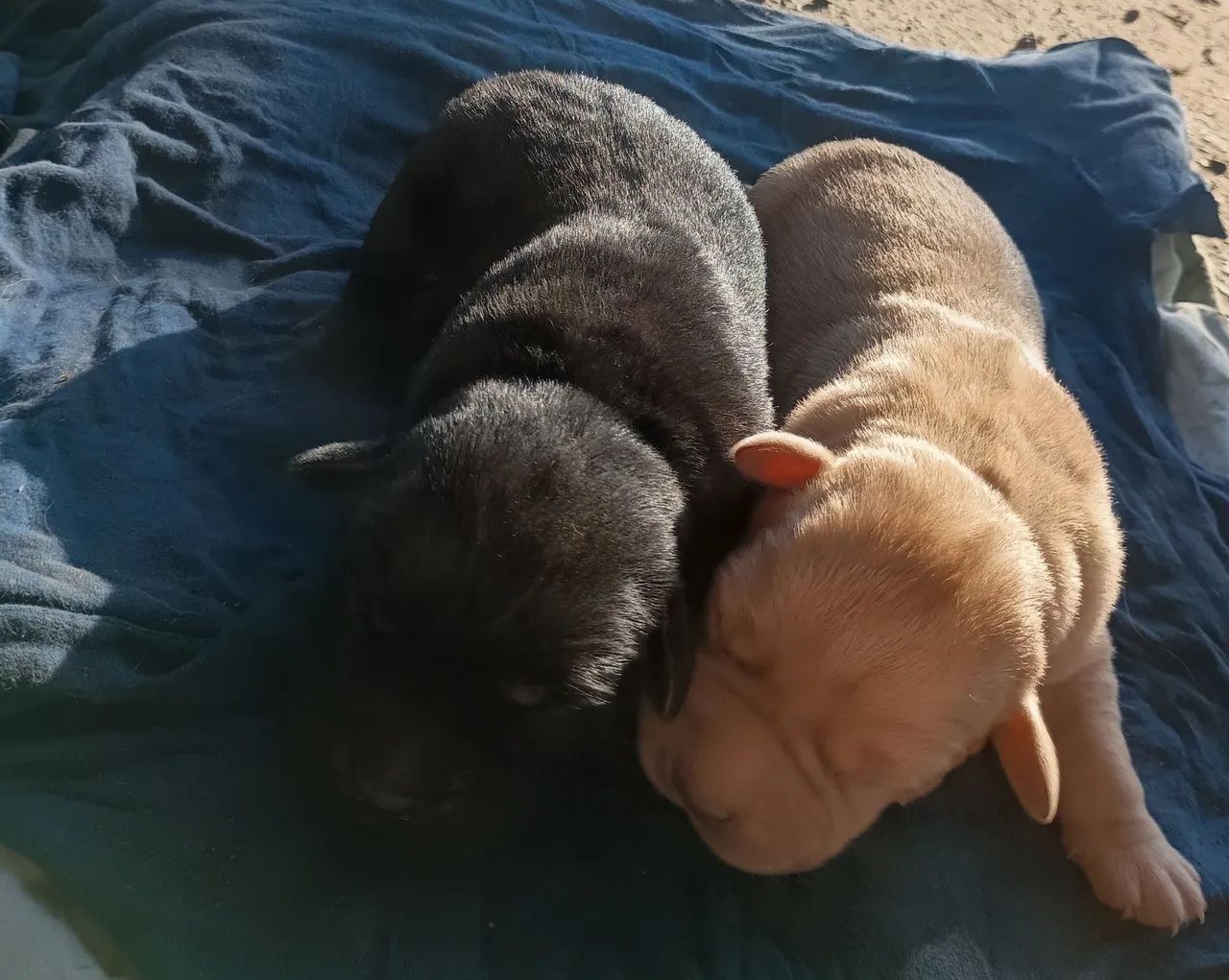 Filhotes de labrador  - Foto 2